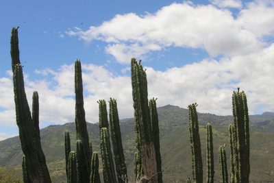 Stenocereus griseus, photographed by Andrés Ramírez-Barrera