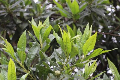 Myrica pubescens, photographed by Andrés Ramírez-Barrera