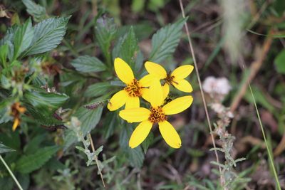Bidens rubifolia, photographed by Andrés Ramírez-Barrera