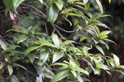 Quercus humboldtii, photographed by Andrés Ramírez-Barrera