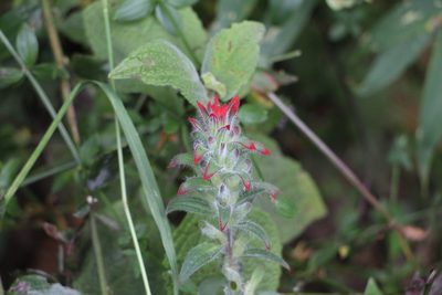 Castilleja arvensis, photographed by Andrés Ramírez-Barrera