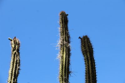 Stenocereus griseus, photographed by Andrés Ramírez-Barrera