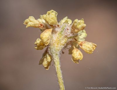 Eriogonum incanum, photographed by Tim Messick