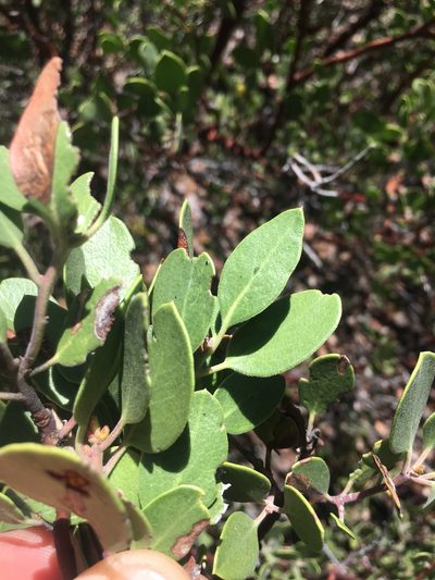 Arctostaphylos parryana, photographed by Adam J. Searcy