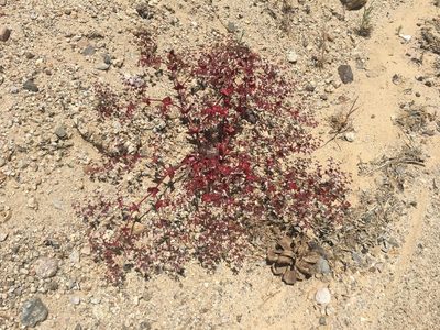 Mucronea perfoliata, photographed by Adam J. Searcy