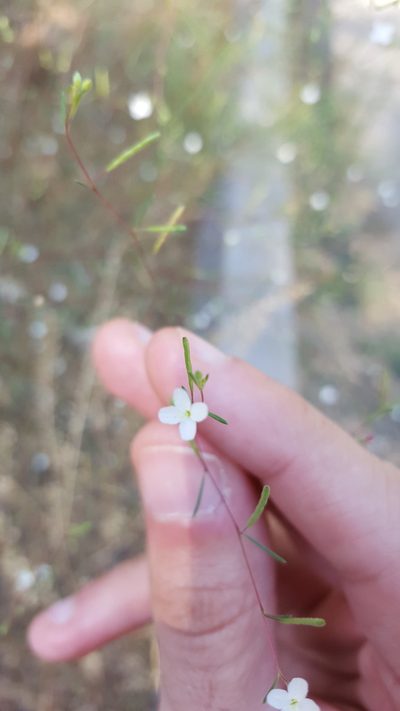 Gayophytum diffusum, photographed by Michael A. Alcorn