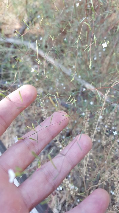 Gayophytum diffusum, photographed by Michael A. Alcorn