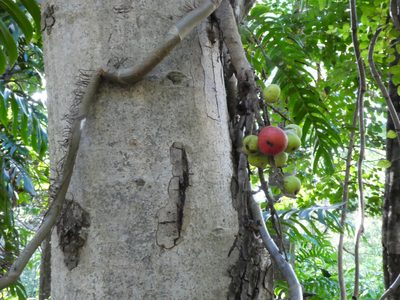 Ficus racemosa, photographed by Steve Fitzgerald