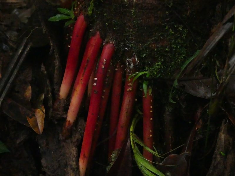 Euterpe oleracea, photographed by Guillaume Delaitre