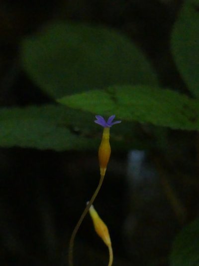 Voyria tenella, photographed by Guillaume Delaitre