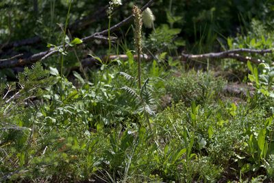 Pedicularis bracteosa, photographed by Eric Habisch