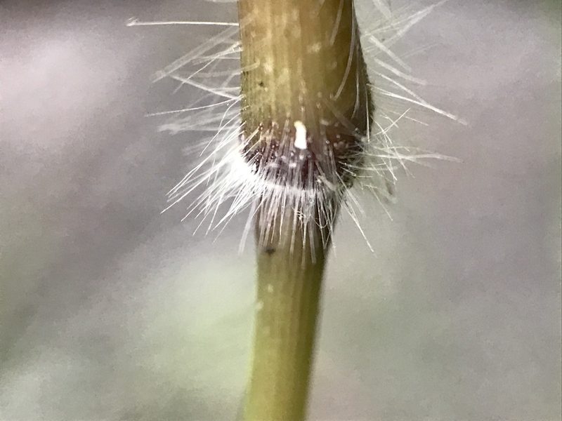 Dichanthelium mattamuskeetense, photographed by Chase Mathey
