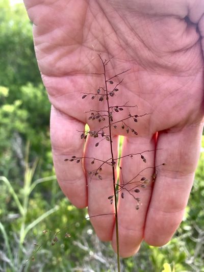 Dichanthelium mattamuskeetense, photographed by Chase Mathey