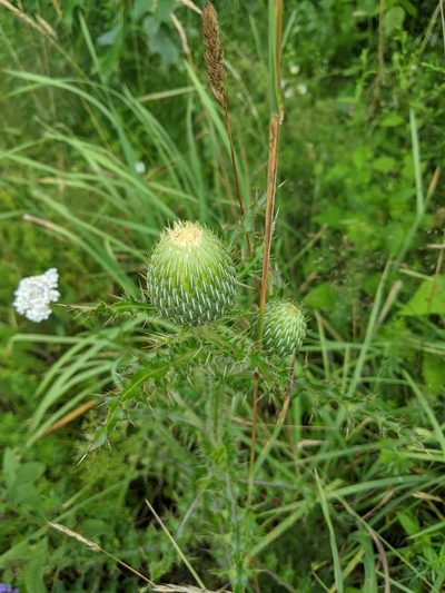 Cirsium pumilum, photographed by Max Miley