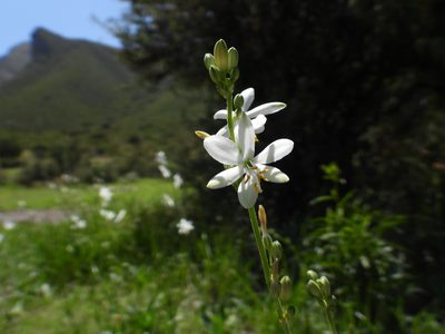 Echeandia scabrella, photographed by Leticia Jiménez Hernández
