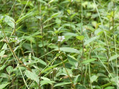 Sauvagesia erecta, photographed by Guillaume Delaitre