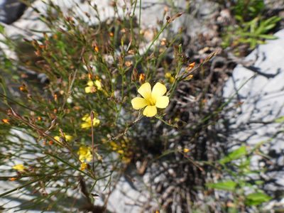 Linum rupestre, photographed by Leticia Jiménez Hernández