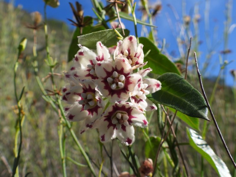 Funastrum torreyi, photographed by Leticia Jiménez Hernández