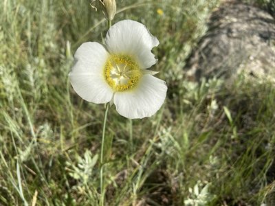 Calochortus gunnisonii, photographed by Reid Hardin