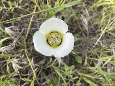 Calochortus gunnisonii, photographed by Reid Hardin