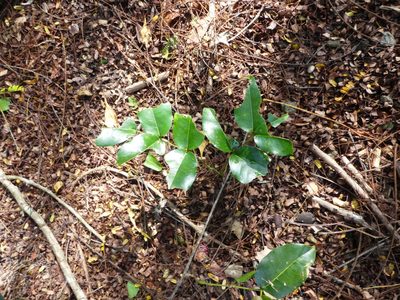 Derris trifoliata, photographed by Steve Fitzgerald
