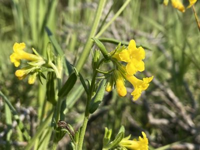 Lithospermum multiflorum, photographed by Reid Hardin