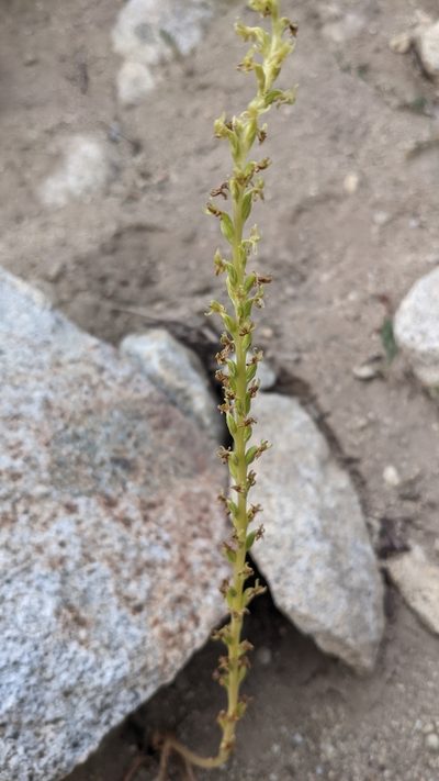 Platanthera colemanii, photographed by Quinn Campbell