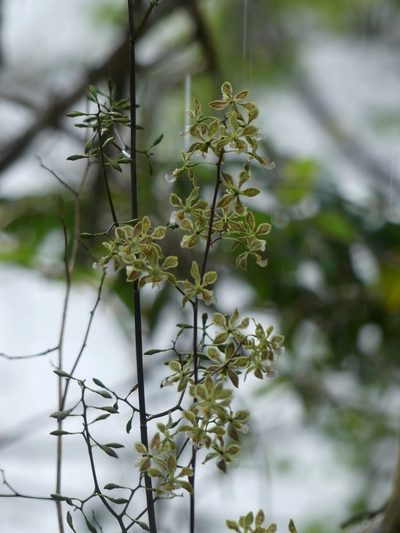 Encyclia granitica, photographed by Guillaume Delaitre
