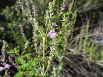 Aloysia macrostachya, photographed by Leticia Jiménez Hernández