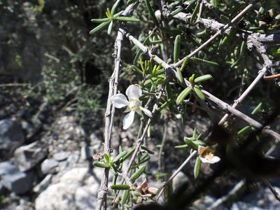 Fendlera linearis, photographed by Leticia Jiménez Hernández