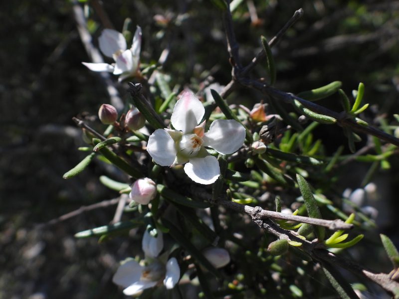 Fendlera linearis, photographed by Leticia Jiménez Hernández