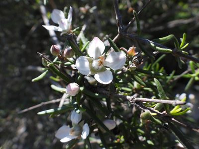 Fendlera linearis, photographed by Leticia Jiménez Hernández