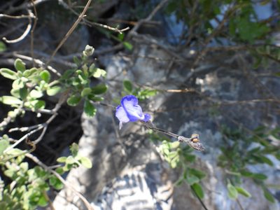 Salvia coahuilensis, photographed by Leticia Jiménez Hernández