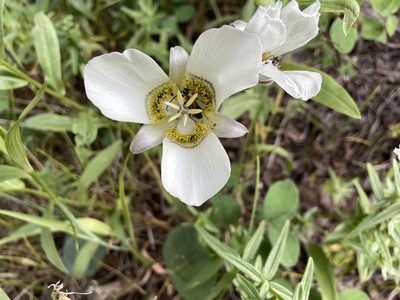 Calochortus gunnisonii, photographed by Reid Hardin