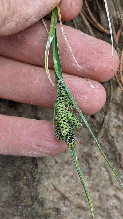 Carex plectocarpa, photographed by Trevor Van Loon