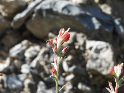 Castilleja lanata, photographed by Leticia Jiménez Hernández