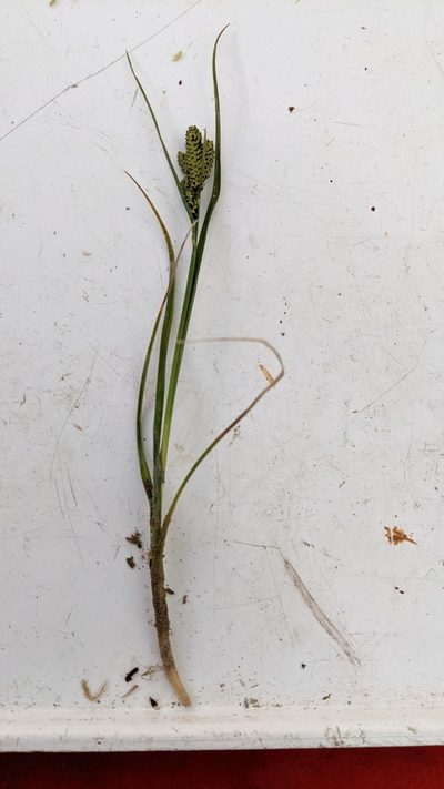 Carex plectocarpa, photographed by Trevor Van Loon