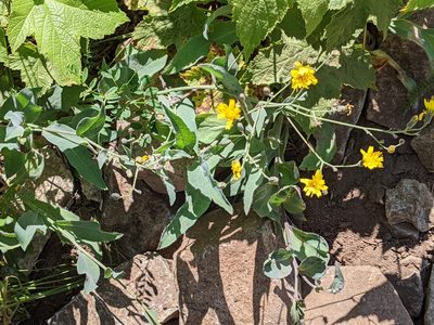 Hieracium scouleri, photographed by David Anderson