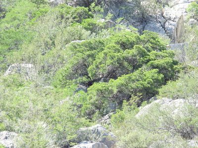Pinus remota, photographed by Leticia Jiménez Hernández