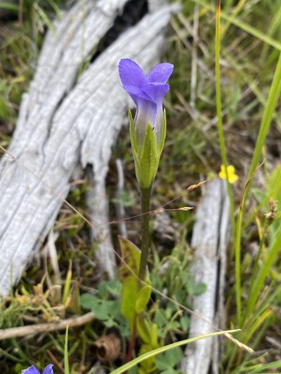 Gentianopsis simplex, photographed by Matt Berger