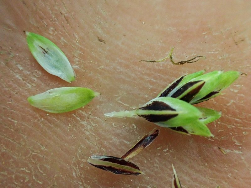 Carex spectabilis, photographed by Trevor Van Loon