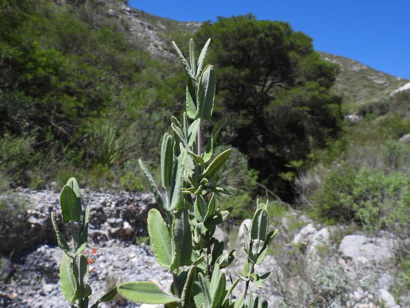 Salvia coulteri, photographed by Leticia Jiménez Hernández