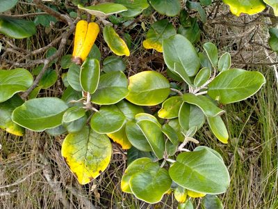 Brachyglottis rotundifolia, photographed by John Barkla