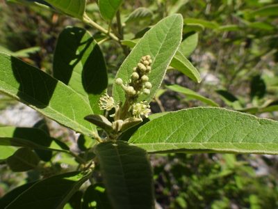 Croton incanus, photographed by Leticia Jiménez Hernández