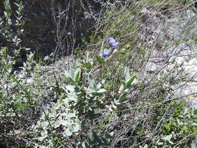 Salvia coulteri, photographed by Leticia Jiménez Hernández