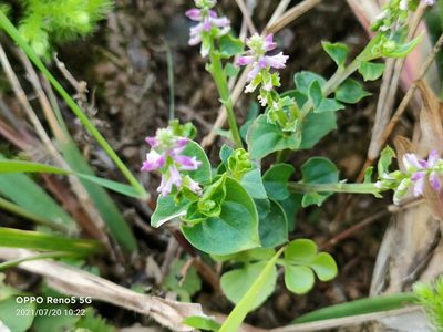 Salomonia cantoniensis, photographed by Ong Jyh Seng