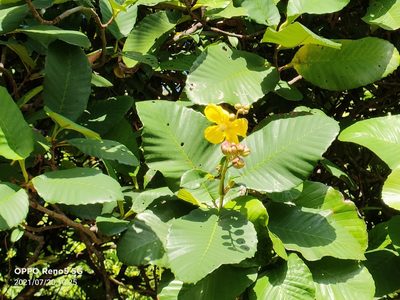 Dillenia suffruticosa, photographed by Ong Jyh Seng