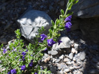 Scutellaria potosina, photographed by Leticia Jiménez Hernández