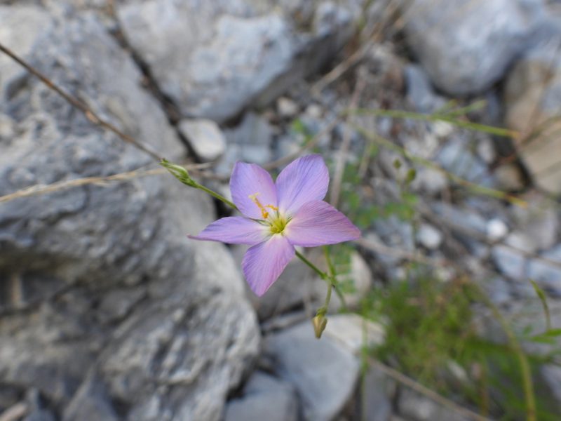 Giliastrum stewartii, photographed by Leticia Jiménez Hernández