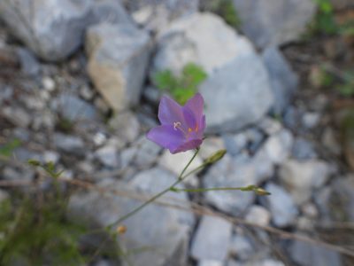 Giliastrum stewartii, photographed by Leticia Jiménez Hernández